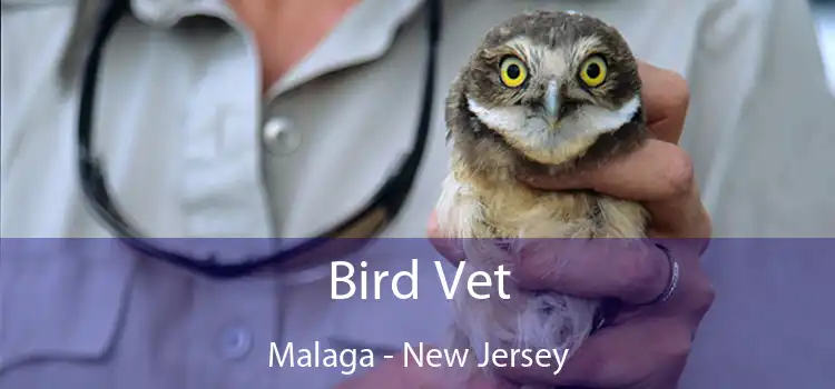 Bird Vet Malaga - New Jersey