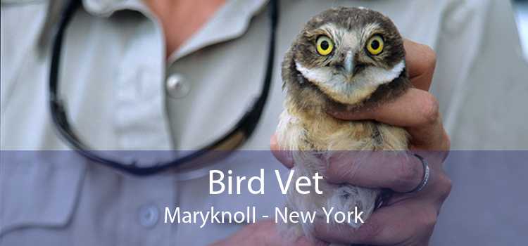 Bird Vet Maryknoll - New York