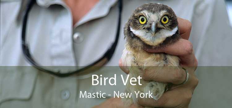 Bird Vet Mastic - New York