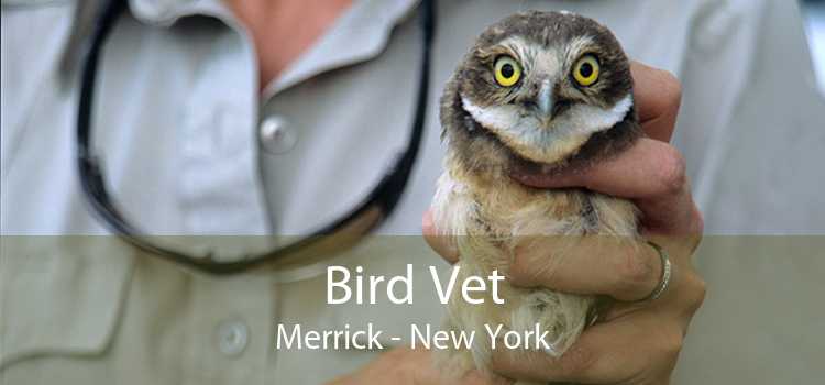 Bird Vet Merrick - New York