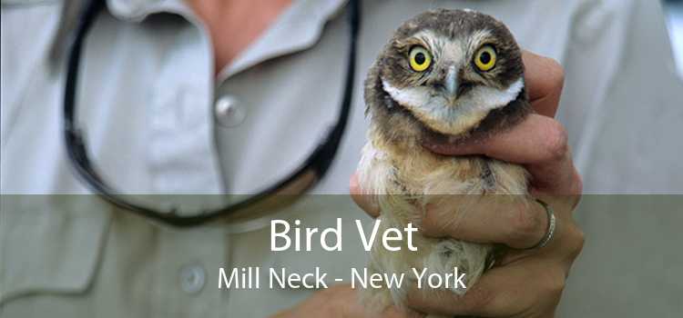 Bird Vet Mill Neck - New York