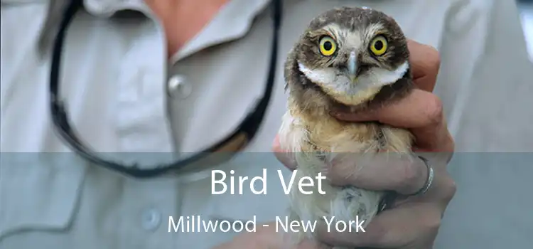 Bird Vet Millwood - New York