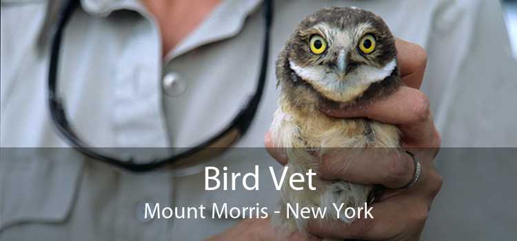Bird Vet Mount Morris - New York