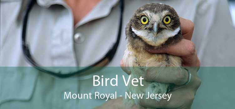 Bird Vet Mount Royal - New Jersey