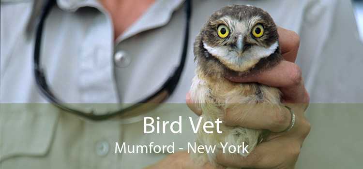 Bird Vet Mumford - New York