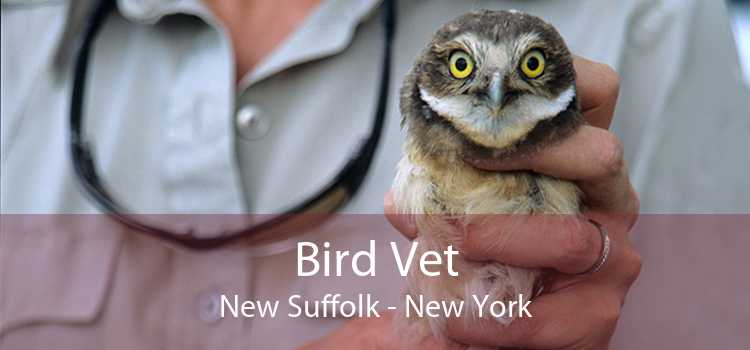Bird Vet New Suffolk - New York