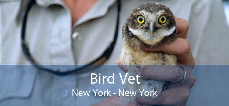 Bird Vet New York - New York