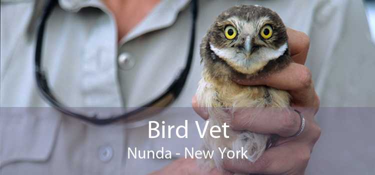 Bird Vet Nunda - New York