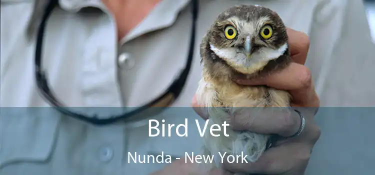 Bird Vet Nunda - New York