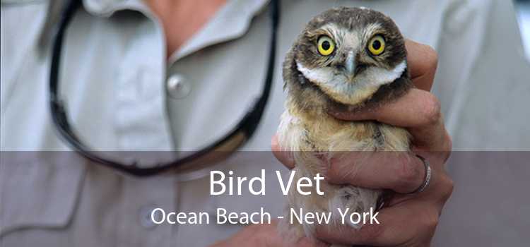 Bird Vet Ocean Beach - New York