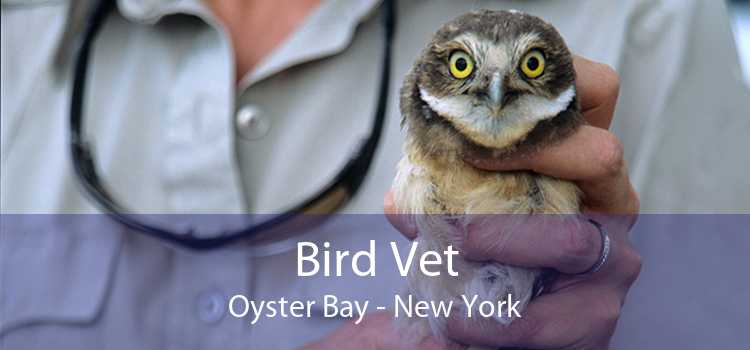 Bird Vet Oyster Bay - New York