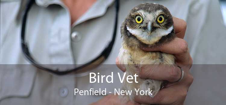 Bird Vet Penfield - New York