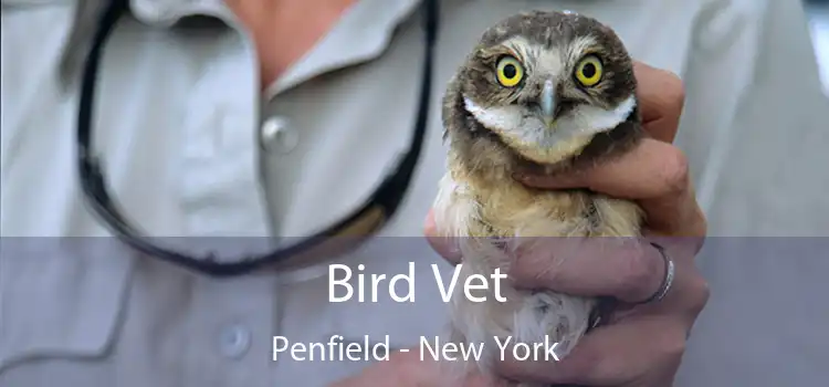Bird Vet Penfield - New York