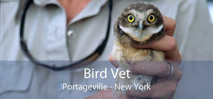Bird Vet Portageville - New York