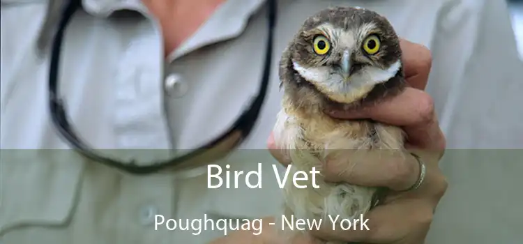 Bird Vet Poughquag - New York