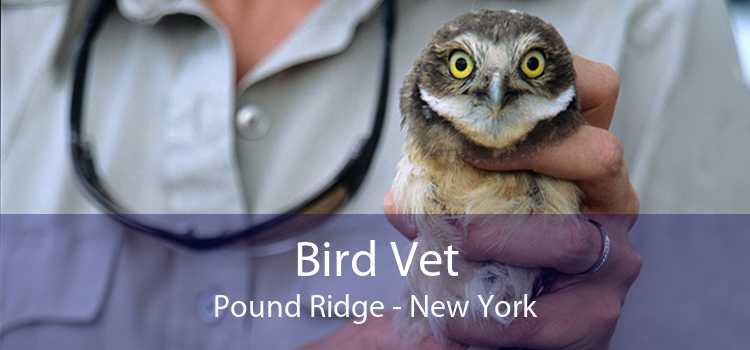 Bird Vet Pound Ridge - New York