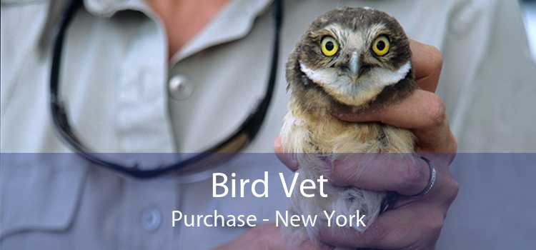Bird Vet Purchase - New York
