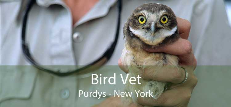 Bird Vet Purdys - New York