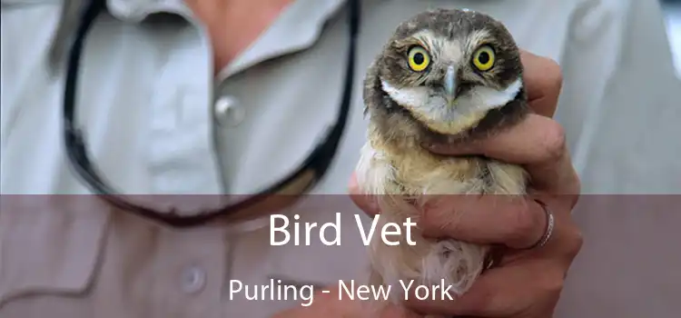 Bird Vet Purling - New York
