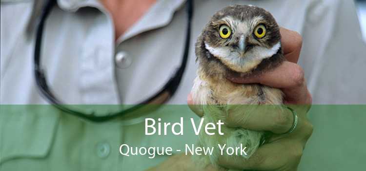 Bird Vet Quogue - New York