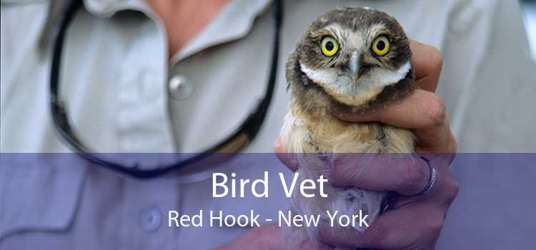 Bird Vet Red Hook - New York