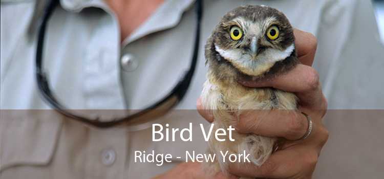 Bird Vet Ridge - New York