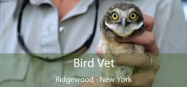 Bird Vet Ridgewood - New York