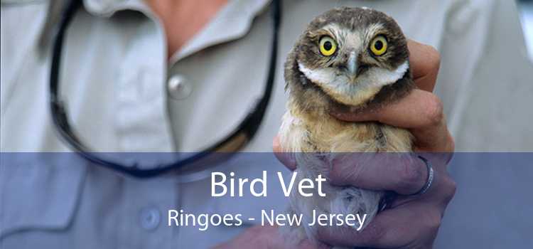 Bird Vet Ringoes - New Jersey