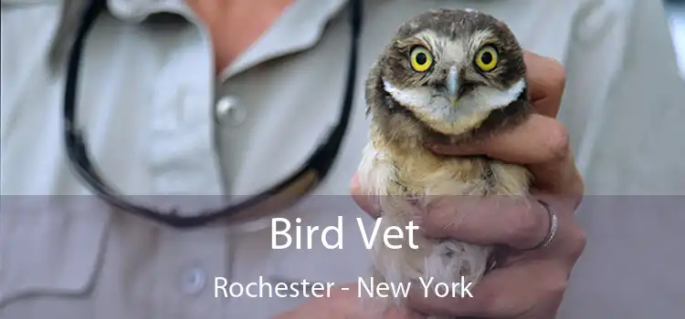 Bird Vet Rochester - New York