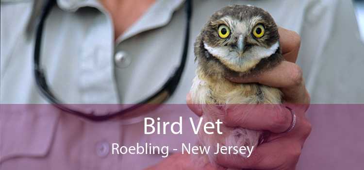 Bird Vet Roebling - New Jersey