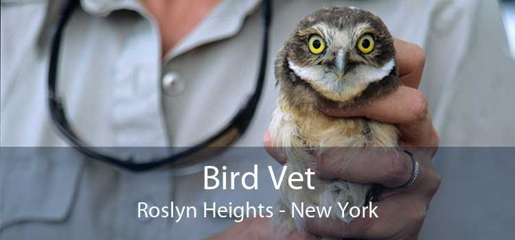Bird Vet Roslyn Heights - New York