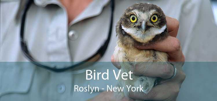 Bird Vet Roslyn - New York