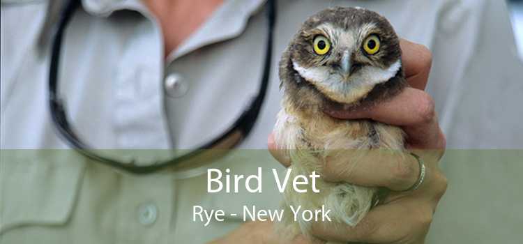 Bird Vet Rye - New York