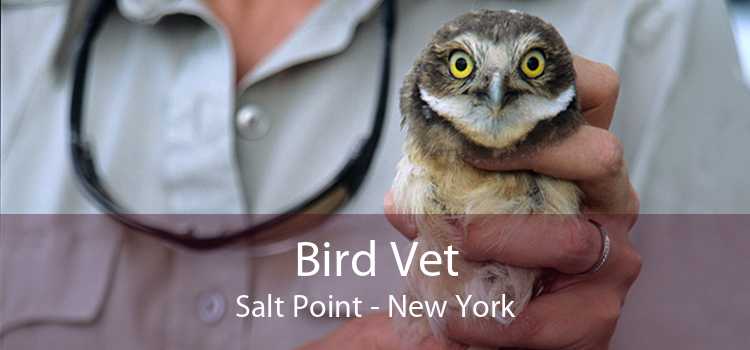 Bird Vet Salt Point - New York
