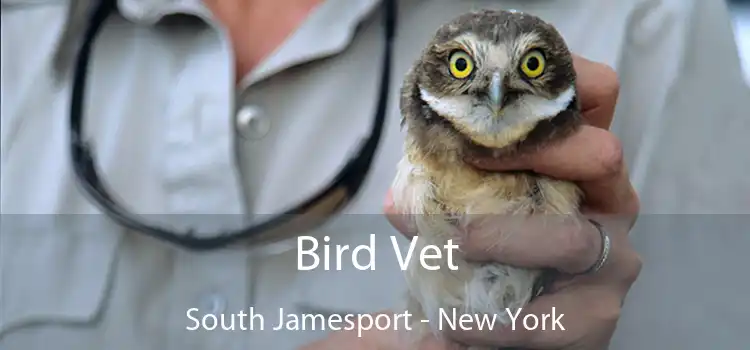 Bird Vet South Jamesport - New York