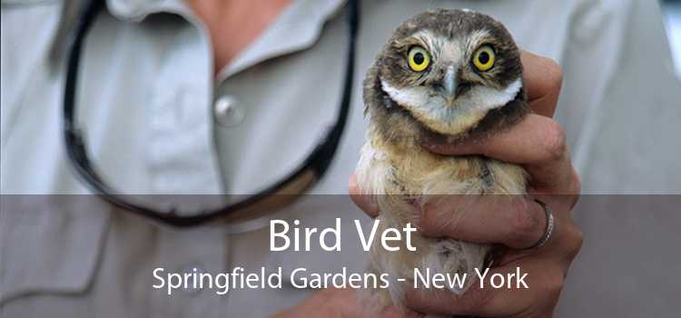 Bird Vet Springfield Gardens - New York