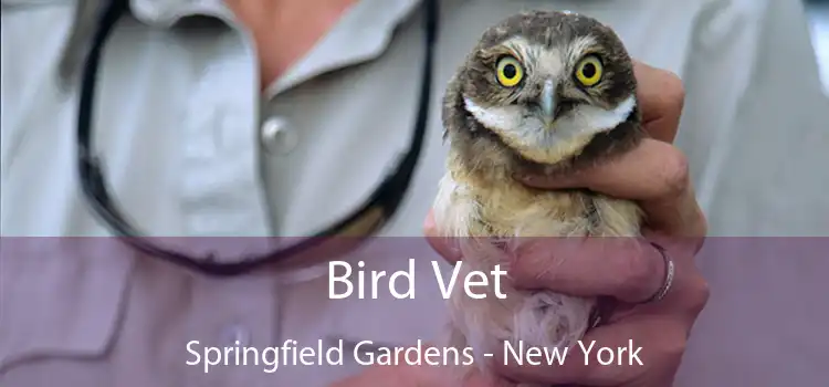 Bird Vet Springfield Gardens - New York