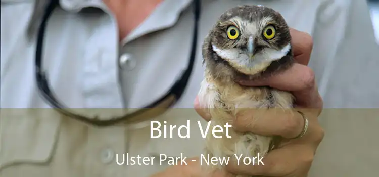 Bird Vet Ulster Park - New York
