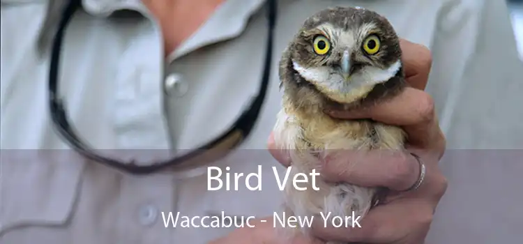 Bird Vet Waccabuc - New York