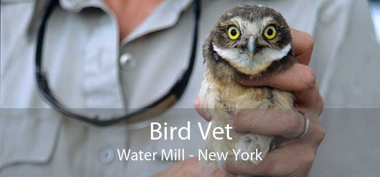 Bird Vet Water Mill - New York