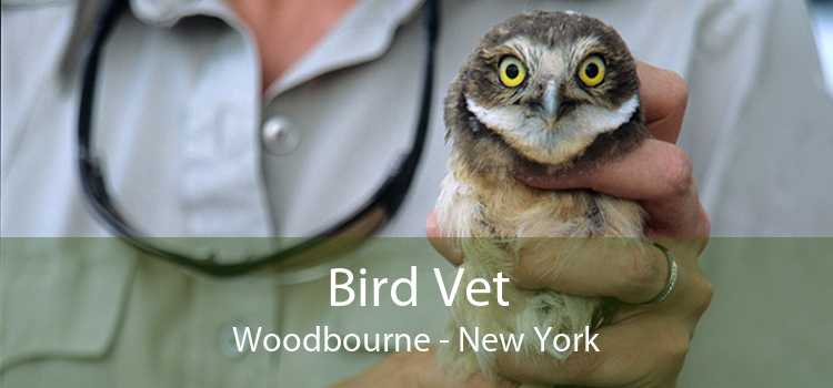 Bird Vet Woodbourne - New York