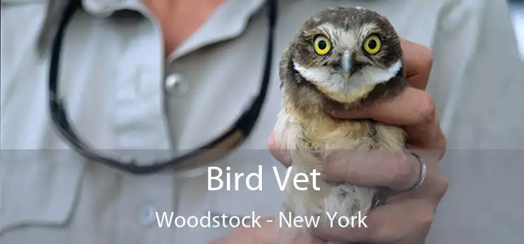 Bird Vet Woodstock - New York