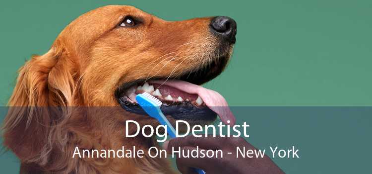 Dog Dentist Annandale On Hudson - New York