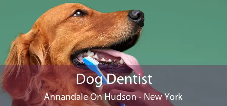 Dog Dentist Annandale On Hudson - New York