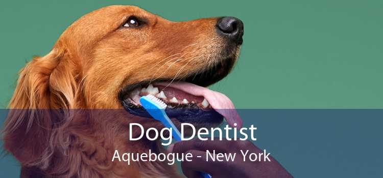 Dog Dentist Aquebogue - New York