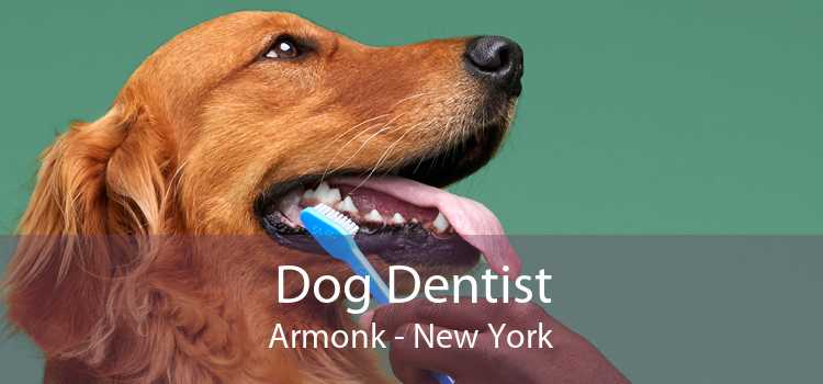 Dog Dentist Armonk - New York