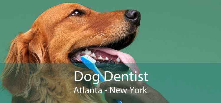 Dog Dentist Atlanta - New York