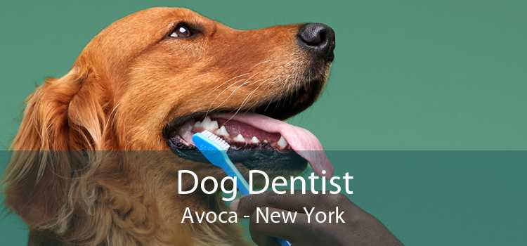 Dog Dentist Avoca - New York