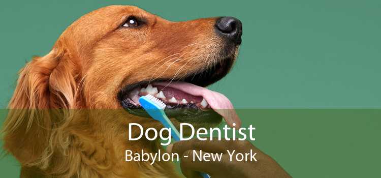 Dog Dentist Babylon - New York
