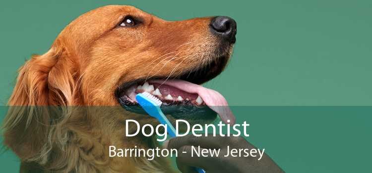 Dog Dentist Barrington - New Jersey